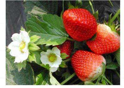 草莓苗 草莓苗批发 草莓苗基地 草莓苗价格