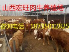 新疆肉牛价格