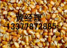饲料厂求购玉米 高梁 小麦 大豆 大麦