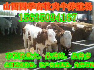 四川西門塔爾肉牛價格