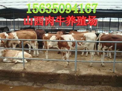 四川西門塔爾肉牛價格