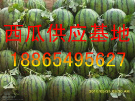 山東沂蒙西瓜種植基地