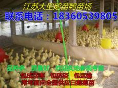 四季鹅苗价格优惠 家禽养殖