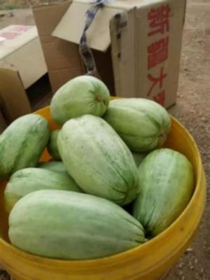 哪里西瓜質(zhì)量好哪里西瓜個頭大山東西瓜價格