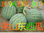 山東京欣西瓜今天批發(fā)價格5毛了