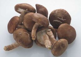 茶树菇的营养价值及功效