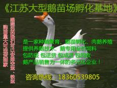江苏鹅苗价格 养殖网养鹅