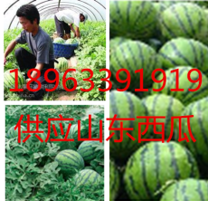 山東薄皮西瓜批發3毛了