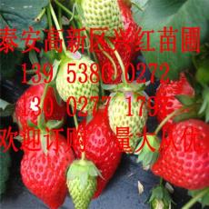 甜宝草莓苗哪里卖 优质甜宝草莓苗价格图片