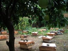 蜂群箱蜂笼蜂中蜂种蜂群蜂具巢础