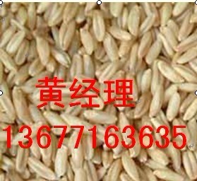 現款求購玉米 高梁 大麥 碎米 麩皮等