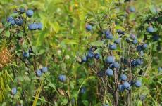 蓝莓果 野生蓝莓 蓝莓鲜果 批发蓝莓