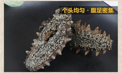供應大量的刺參產品