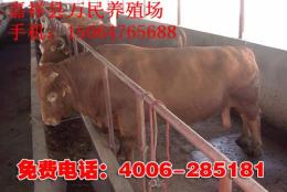 肉牛多少錢(qián)一斤