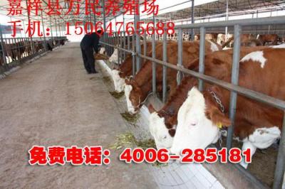 西門(mén)塔爾牛最新價(jià)格