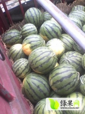 陜西大荔京欣西瓜價格 大荔惠龍西瓜批發(fā)價