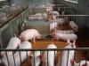 绿暖碳纤维养猪电地暖 乳 幼猪能否健康发