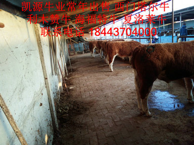 養(yǎng)殖/育種/科研推廣服務一體的養(yǎng)殖供應牧業(yè)