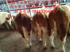 養(yǎng)殖/育種/科研推廣服務一體供應牧業(yè)