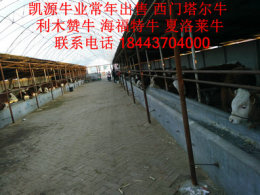 大量供應優(yōu)良兼用牛