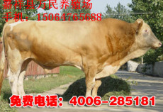 夏洛萊牛最新價(jià)格