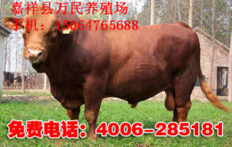 利木贊肉牛市場(chǎng)價(jià)格
