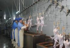 雞鴨屠宰生產(chǎn)線