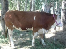 海福特牛养殖基地 3个月海福特牛价格