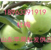 山東早熟藤木遼伏蘋果價格批發