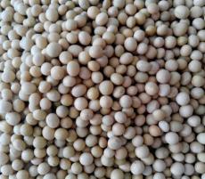 高蛋白质含量一级非转大豆