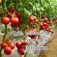 抗病毒番茄种子 进口西红柿种子 番茄种子价