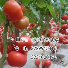 大番茄种子 番茄新品种 番茄种子价格