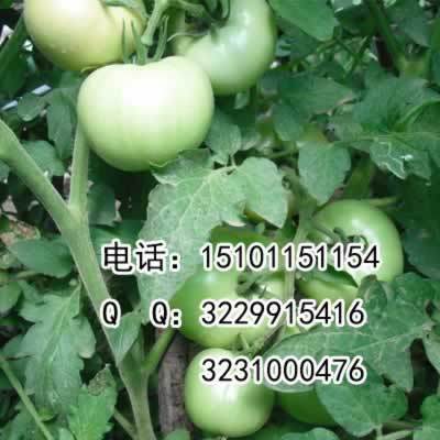 大红番茄种子 大粉番茄种子价格 进口番茄