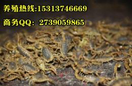 养殖蝎子多少钱一斤蝎子养殖条件