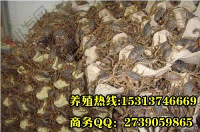 蝎子的養殖方法蝎子人工養殖