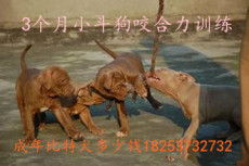 河南郑州比特犬价格 小斗狗的咬合力训练