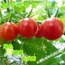 绿宫坊蔬果 台湾引进特色西红柿 圣女果