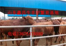 小肉牛犊价格肉牛犊养殖场肉牛市场