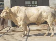 湖北襄樊哪里有肉牛养殖场 利木赞牛价格