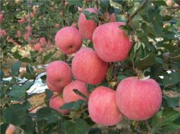 山东美八苹果供应基地哪里苹果多价格便宜