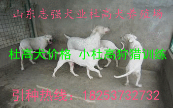 广西巴马哪里卖杜高犬 2个月的小杜高训练
