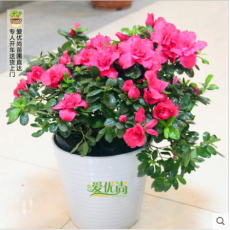 上海室内绿色植物花卉销售设计公司有哪些