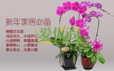 上海室内室内绿色植物花卉销售公司