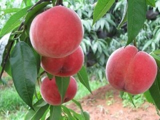 大荔優(yōu)質(zhì)阿布白毛桃 陜西毛桃上市 阿布白