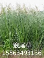江西省景德镇市有卖牧草种子的吗