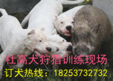 湖南娄底哪里卖杜高犬 2个月小杜高多少钱
