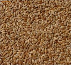 大量求购玉米大米碎米小麦大麦