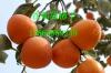 供应柿子苗 日本甜柿子苗 1-20公分柿子树