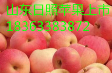 山东苹果价格信息