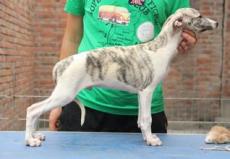 安徽惠比特价格 2个月的惠比特幼犬多少钱
